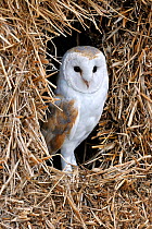 Barn owl (Tyto alba) in haystack / straw bale in barn, captive, England, UK