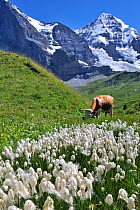 Common cotton grass (Eriophorum angustifolium) in alpine meadow with cow grazing, Switzerland, July 2009