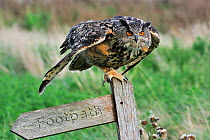 Eagle owl (Bubo bubo) ready to fly away from signpost, captive, England, UK