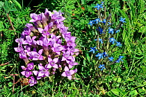 Field gentian (Gentianella campestris) and Spring gentian (Gentiana verna) in flower, Switzerland