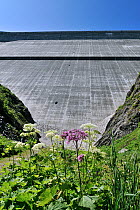 Mountain flowers in front of the Grande Dixence Dam which holds back the lake Lac des Dix, Switzerland, July 2009