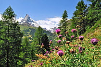 Greater knapweed (Centaurea scabiosa) in flower near the Matterhorn, Swiss Alps, Valais, Switzerland, July 2009