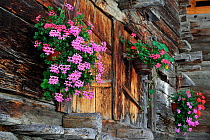 Geraniums decorating traditional wooden granary / raccard in the Alpine village Grimentz, Valais, Switzerland, July 2009