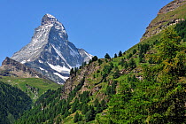 The Matterhorn (4,478m) with alpine meadows and pine forests, Valais, Switzerland, July 2009
