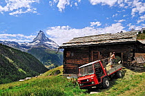 Farmer storing hay in traditional wooden granary / raccard near Findeln, the Matterhorn in the distance, Valais, Switzerland, July 2009