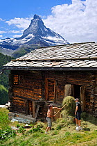 Farmer storing hay in traditional wooden granary / raccard near Findeln, the Matterhorn in the distance, Valais, Switzerland, July 2009