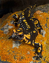 European salamander (Salamandra salamandra) on lichen covered rock, Alentejo, Portugal