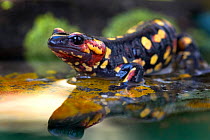 European salamander (Salamandra salamandra) in shallow water, Alentejo, Portugal