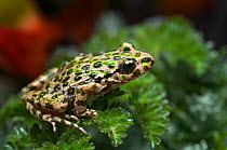 Parsley frog (Pelodytes punctatus) sitting on plant, Alentejo, Portugal
