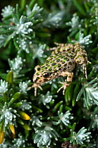 Parsley frog (Pelodytes punctatus) on plant, Alentejo, Portugal