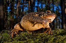 Common european toad (Bufo bufo) walking in forest, Portugal