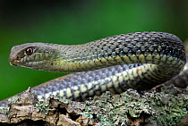 Male Montpellier snake (Malpolon monspessulanus) Alentejo, Portugal