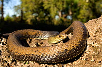 Male Montpellier snake (Malpolon monspessulanus) on wood, Alentejo, Portugal