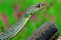 Male Montpellier snake (Malpolon monspessulanus) portrait, Alentejo, Portugal