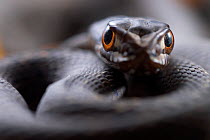 Juvenile male Montpellier snake (Malpolon monspessulanus) Alentejo, Portugal