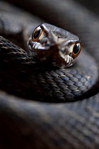 Juvenile male Montpellier snake (Malpolon monspessulanus) coiled, Alentejo, Portugal