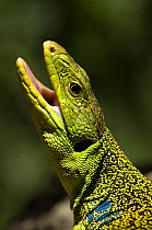 Ocellated lizard (Lacerta lepida) portrait, Arrábida Natural Park, Portugal