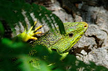 Ocellated lizard (Lacerta lepida) Arrábida Natural Park, Portugal