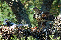 Female Bonelli's eagle (Hieraaetus fasciatus) at nest with chicks, Alentejo, Portugal