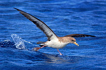 Cory's shearwater (Calonectris diomedea) taking off from sea, Azores