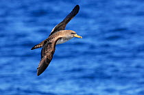 Cory's shearwater (Calonectris diomedea) in flight over sea, Azores