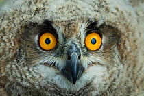 Eagle owl (Bubo bubo) chick, close-up of face, Alentejo, Portugal