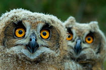Two Eagle owl (Bubo bubo) chicks, Alentejo, Portugal