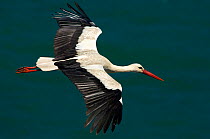 White stork (Ciconia ciconia) in flight, Cabo Sardo (Cape), Alentejo, Natural Park of SW coast, Portugal