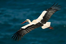 White stork (Ciconia ciconia) in flight over sea, Cabo Sardo (Cape), Alentejo, Natural Park of SW coast, Portugal
