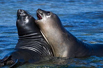 Two weaners, six to eight week old male Elephant seals (Mirounga sp) fighting in surf, Sea Lion island, South Georgia