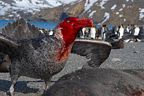 Southern giant petrel (Macronectes giganteus) head covered in blood feeding on carcass of an Elephant seal  pup, with a penguin colony in the distance, St Andrews Bay, South Georgia