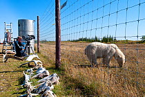 Polar bear (Ursus maritimus) grazing out side the perimeter fence at Nanuk Lodge, shores of Hudson Bay, Canada, being filmed by cameraman, John Aitchison, for the BBC NHU for series "Frozen Planet", S...