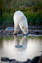 Polar bear (Ursus maritimus) drinking from stream on shores of Hudson Bay, Canada, late September