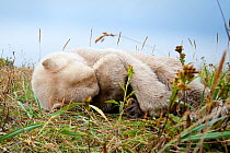 Polar bear (Ursus maritimus) resting in tundra vegetation, Shores of Hudson Bay, Canada, late September