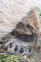 Polar bear (Ursus maritimus) close-up of rear foot pad Shores of Hudson Bay, Canada, late September
