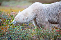 Polar bear (Ursus maritimus) browsing on Bristly wild gooseberries (Ribes oxyacanthoides) amongst tundra vegetation, Shores of Hudson Bay, Canada, late September