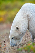 Polar bear (Ursus maritimus) grazing in tundra vegetation, Shores of Hudson Bay, Canada, late September