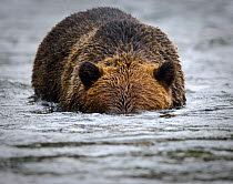 Male Grizzly bear (Ursus arctos horribilis) fishing for salmon, Atnarko River, Tweedsmuir Park, British Columbia, Canada, September