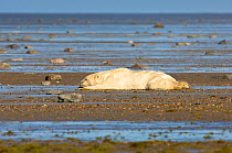 Polar bear (Ursus maritimus) lying in water at low tide to cool off, Shores of Hudson Bay, Canada, late September