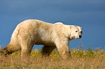 Polar bear (Ursus maritimus) in tundra vegetation, Shores of Hudson Bay, Canada, late September
