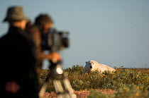 Polar bear (Ursus maritimus) being filmed by BBC NHU for series "Frozen Planet" with producer Miles Barton and cameraman Adam Ravetch, near Nanuk Lodge, shores of Hudson Bay, Manitoba, Canada, late Se...