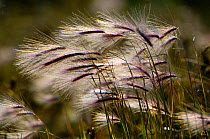 Fox-tail Grass (Alopecurus sp) in flower, blowing in the breeze, Shores of Hudson Bay, Manitoba, Canada, late September