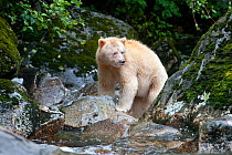 Spirit / Kermode bear (Ursus americanus kermodei) white morph of the black bear, in stream fishing for salmon, Gribbell Island, Great Bear Rainforest, British Columbia, Canada, September
