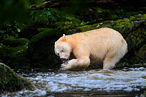 Spirit / Kermode bear (Ursus americanus kermodei) white morph of the black bear, in stream feeding on salmon, Gribbell Island, Great Bear Rainforest, British Columbia, Canada, September