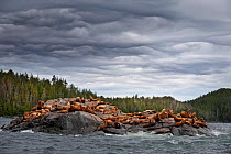 Steller's sealions (Eumetopias jubatus) on off-shore rocks, near Princess Royal Island, great Bear Rainforest, British Columbia, Canada, September 2009