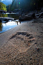 Grizzly Bears (Ursus arctos horribilis) footprint along the Atnarko River, Tweedsmuir Park, British Columbia, Canada, September 2009