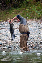 BC Fish and Wildlife Dept, netting Chinook salmon (Oncorhynchus tshawytscha) to strip them of eggs and milt for rearing in a hatchery, Atnarko River, British Columbia, Canada, September 2009