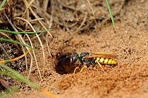 European beewolf / Bee-killer wasp (Philanthus triangulum) at nest entrance, Asturias, Spain