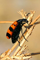 A highly poisonous Blister beetle (Mylabris quadripunctata) with red and black warning colouration cleaning a leg with its mandibles, Lesbos, Greece