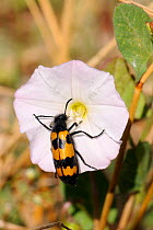 Blister beetle (Mylabris variabilis) feeding on Bindweed flower, Spanish Pyrenees, Spain
